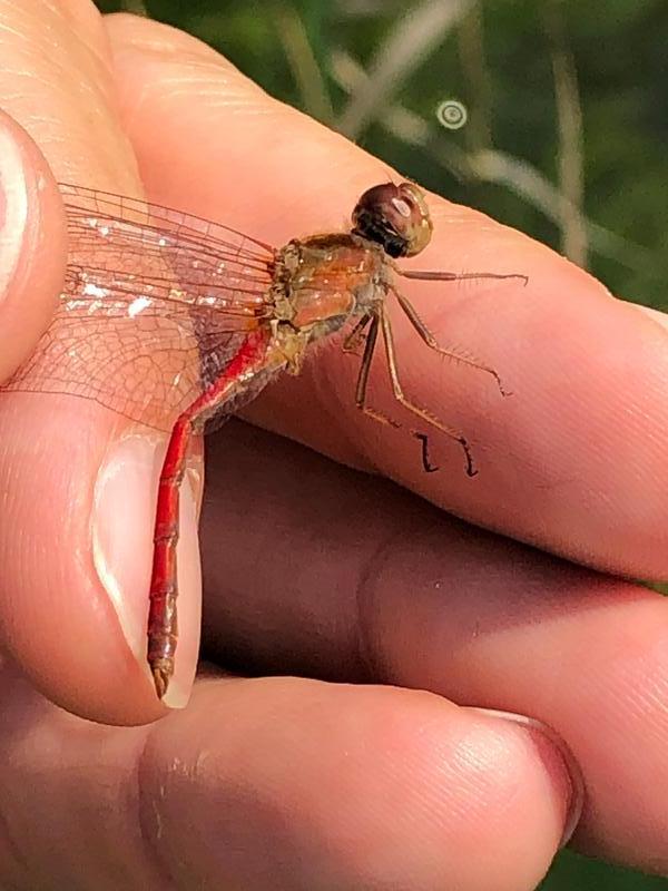 Photo of Autumn Meadowhawk