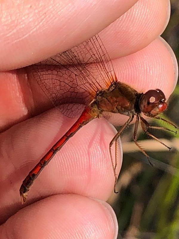 Photo of Autumn Meadowhawk