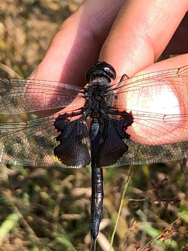 Photo of Black Saddlebags