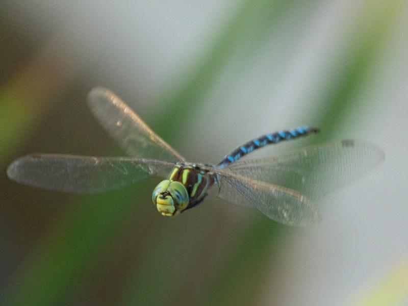 Photo of Lance-tipped Darner