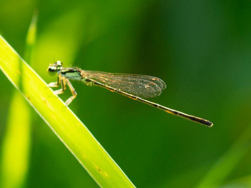 Photo of Fragile Forktail