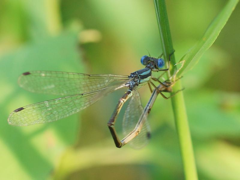 Photo of Slender Spreadwing