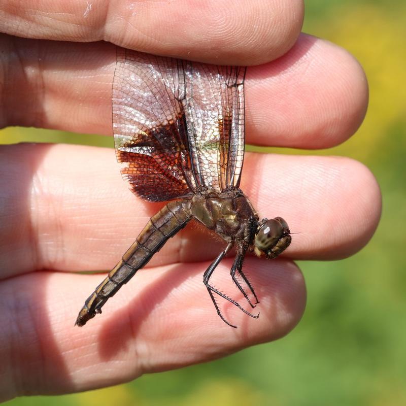 Photo of Widow Skimmer