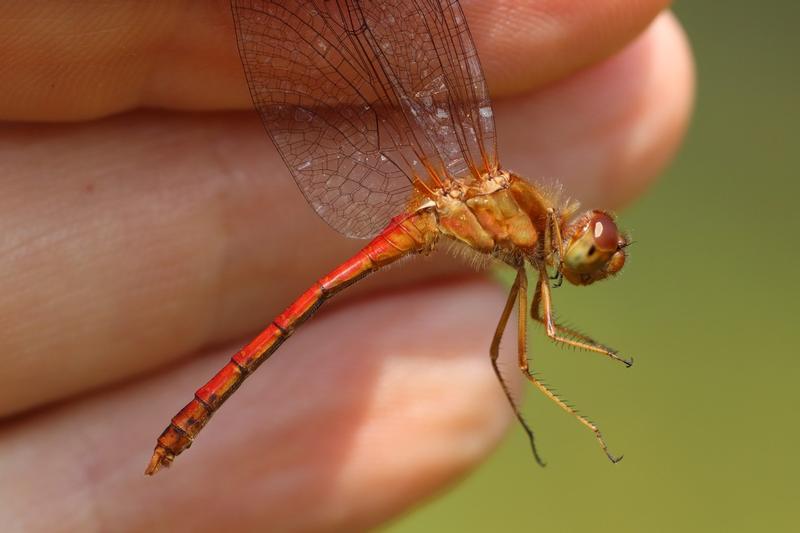 Photo of Autumn Meadowhawk