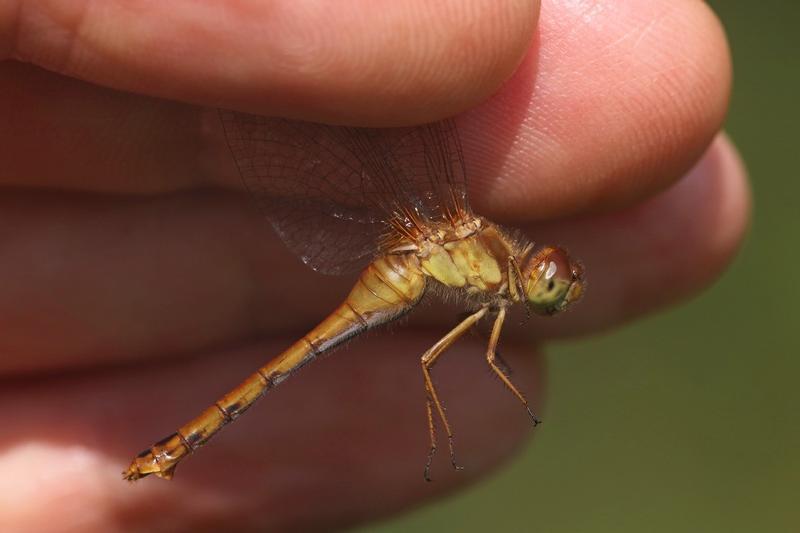 Photo of Autumn Meadowhawk