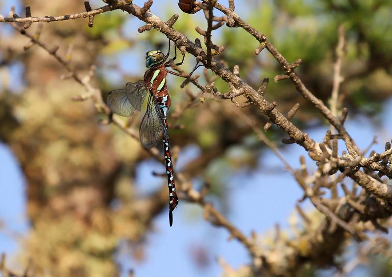 Photo of Black-tipped Darner