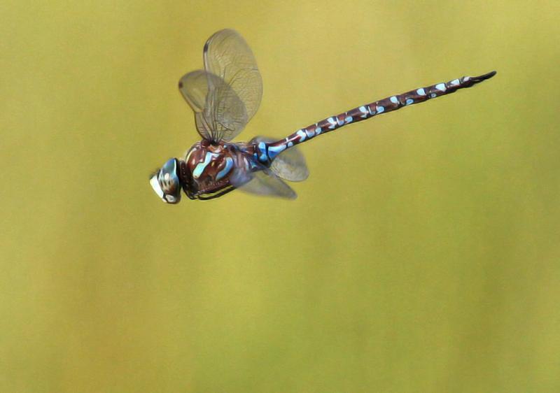 Photo of Canada Darner
