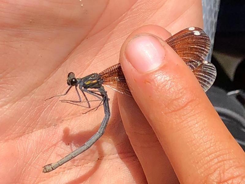 Photo of Ebony Jewelwing