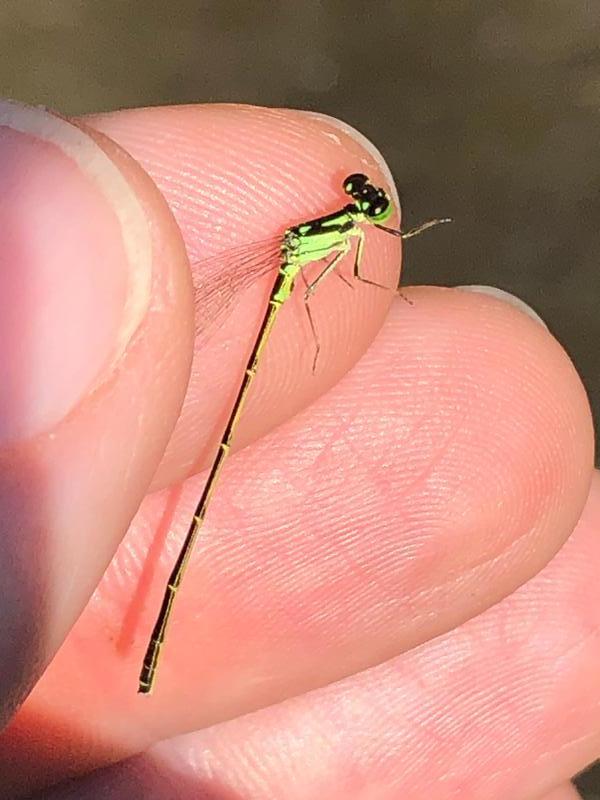 Photo of Fragile Forktail