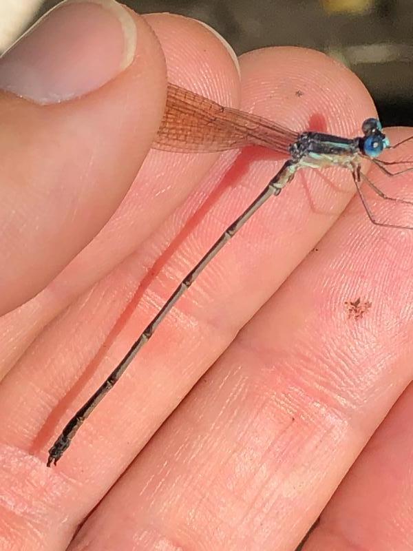 Photo of Slender Spreadwing