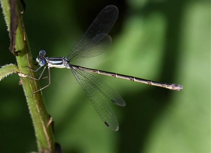 Photo of Slender Spreadwing