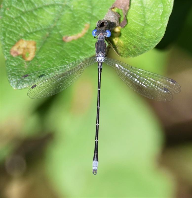 Photo of Spotted Spreadwing