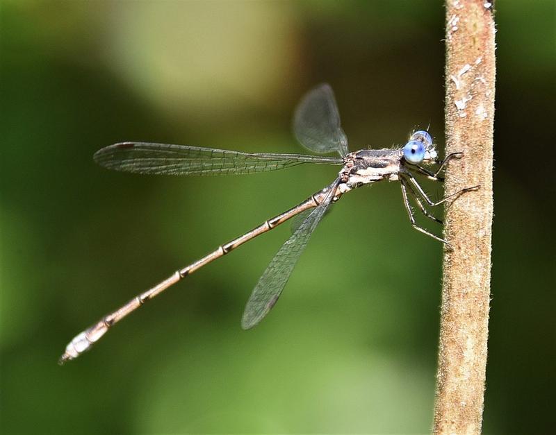 Photo of Spotted Spreadwing