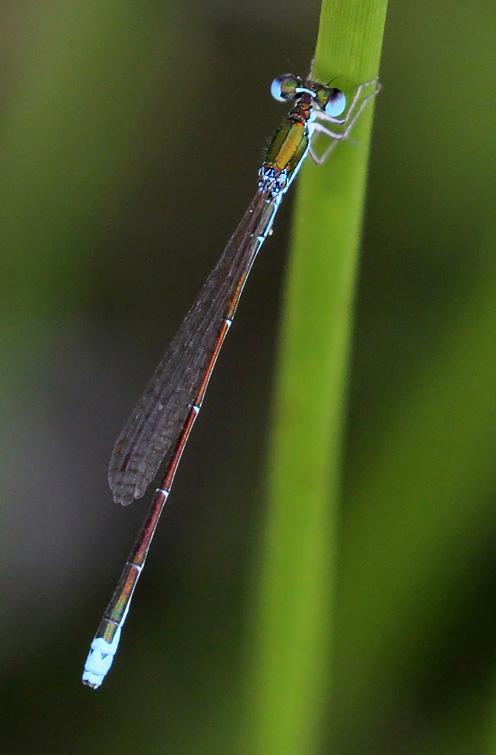 Photo of Sedge Sprite