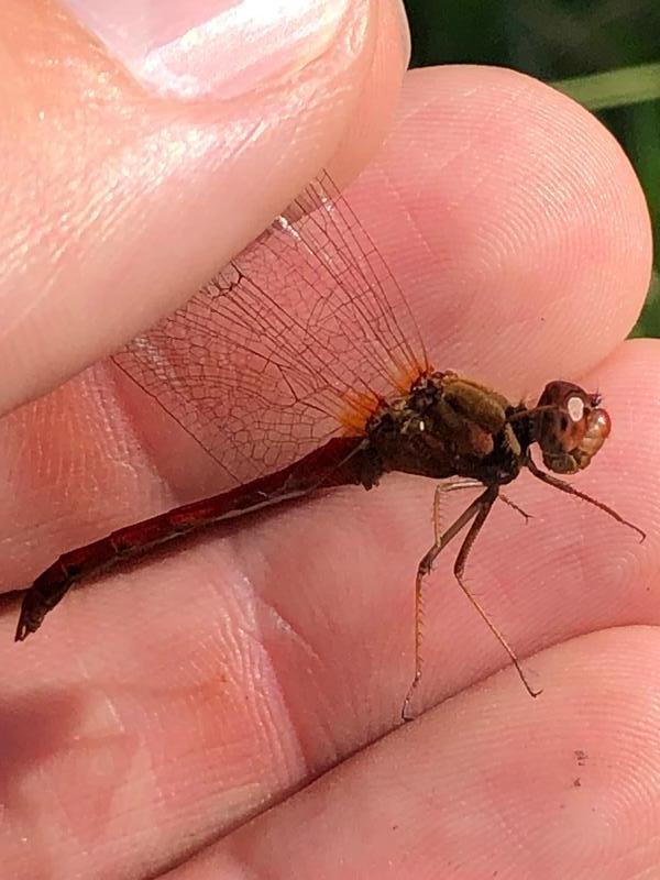 Photo of Autumn Meadowhawk