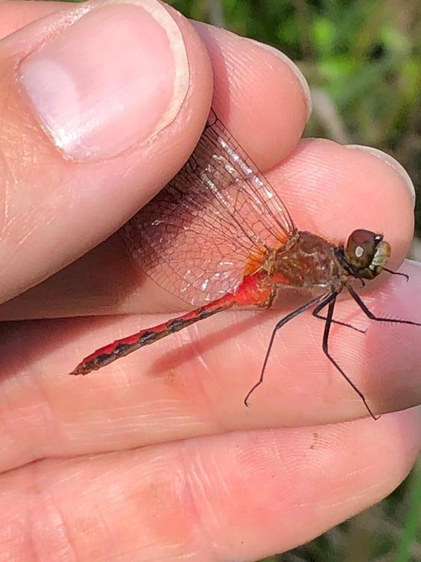 Photo of Ruby Meadowhawk