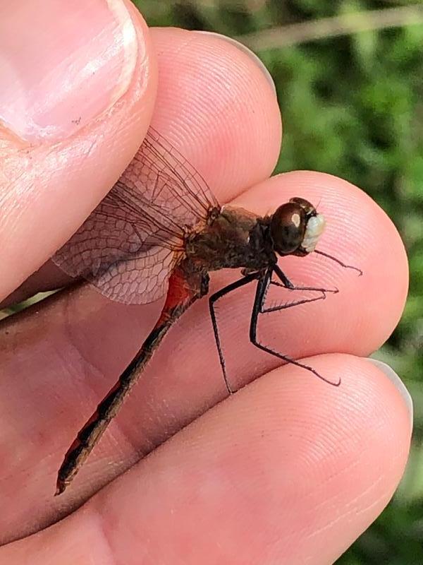 Photo of White-faced Meadowhawk