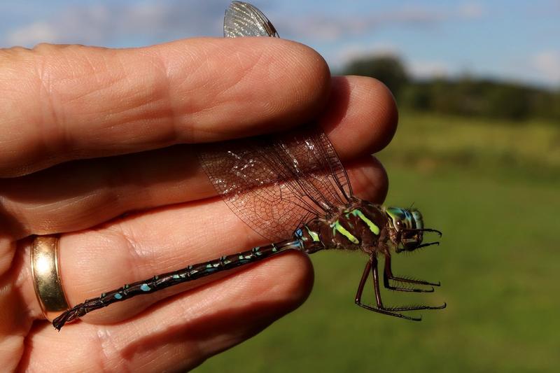 Photo of Shadow Darner