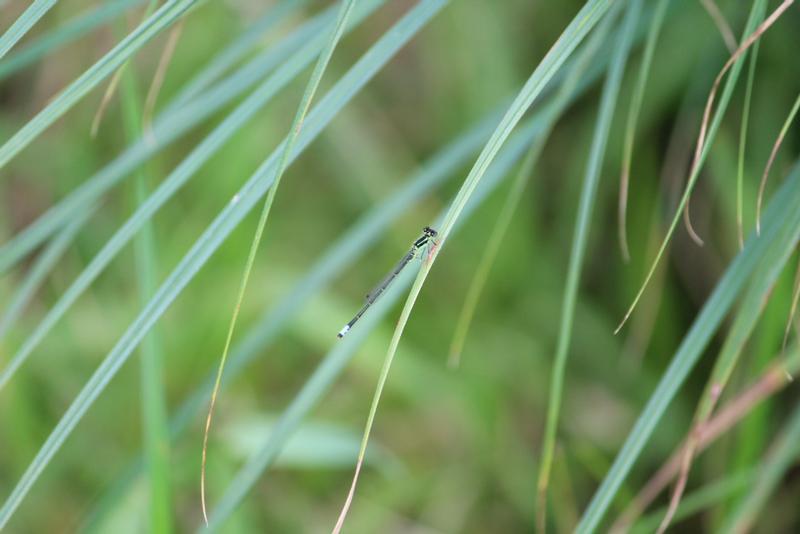 Photo of Eastern Forktail