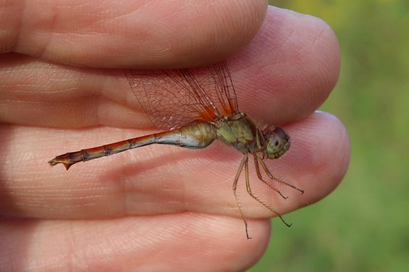 Photo of Autumn Meadowhawk