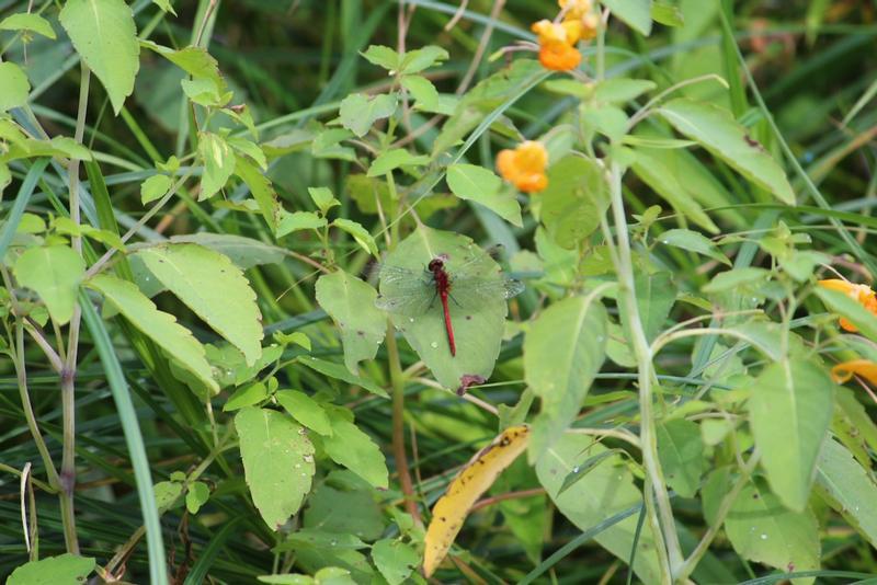 Photo of Ruby Meadowhawk