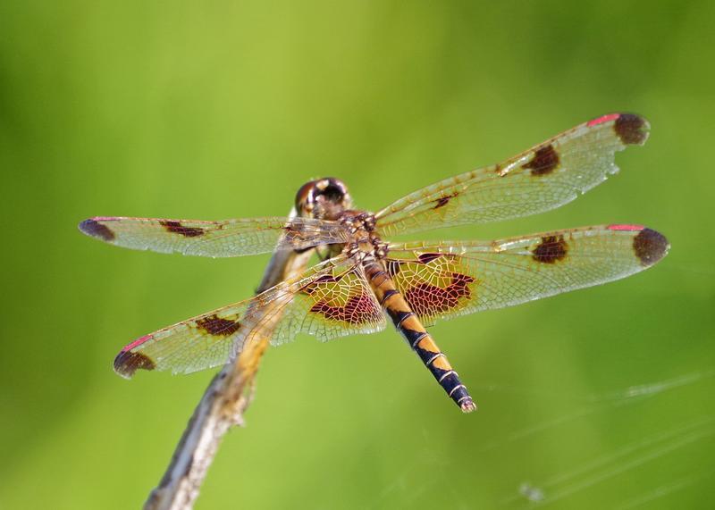 Photo of Calico Pennant