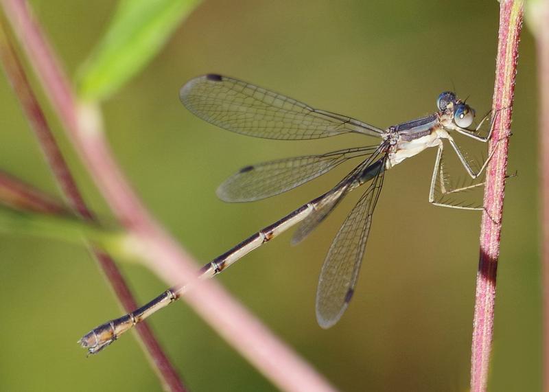 Photo of Slender Spreadwing