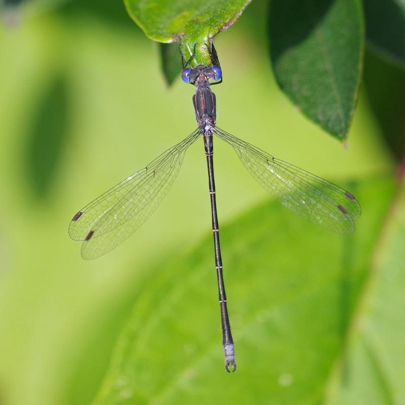 Photo of Spotted Spreadwing