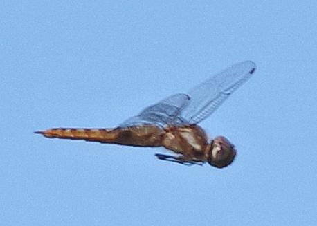 Photo of Spot-winged Glider