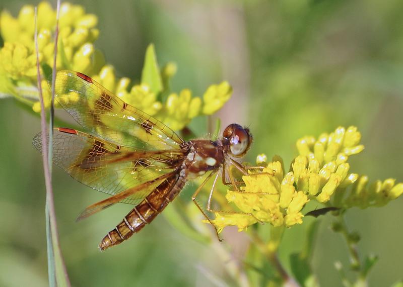 Photo of Eastern Amberwing