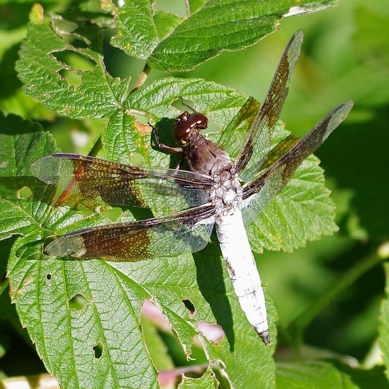 Photo of Common Whitetail