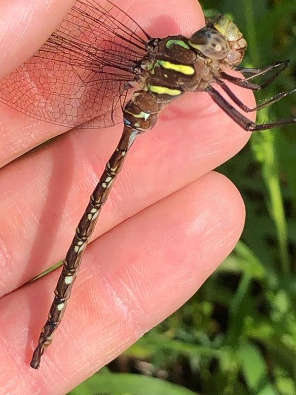 Photo of Shadow Darner