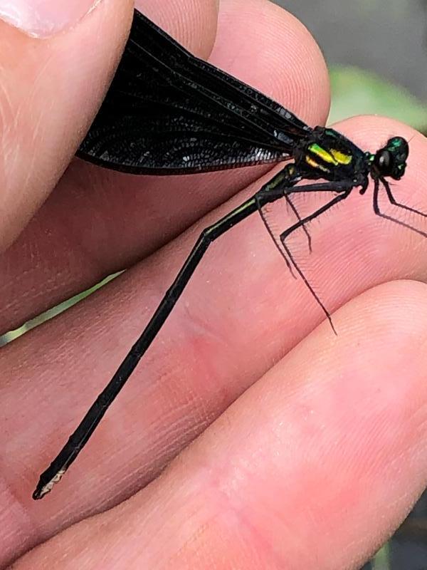 Photo of Ebony Jewelwing