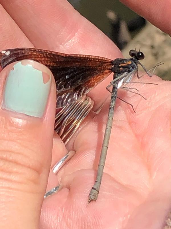 Photo of Ebony Jewelwing