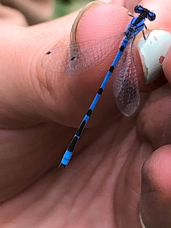 Photo of Familiar Bluet