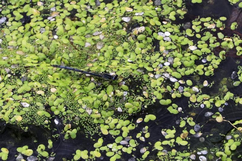 Photo of Eastern Forktail
