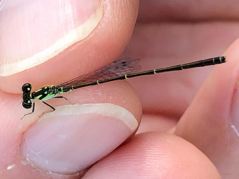 Photo of Fragile Forktail