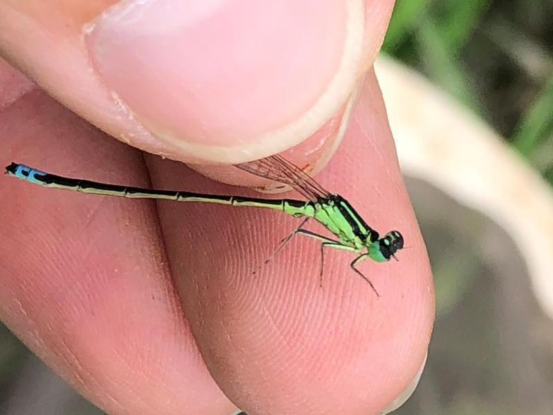 Photo of Eastern Forktail