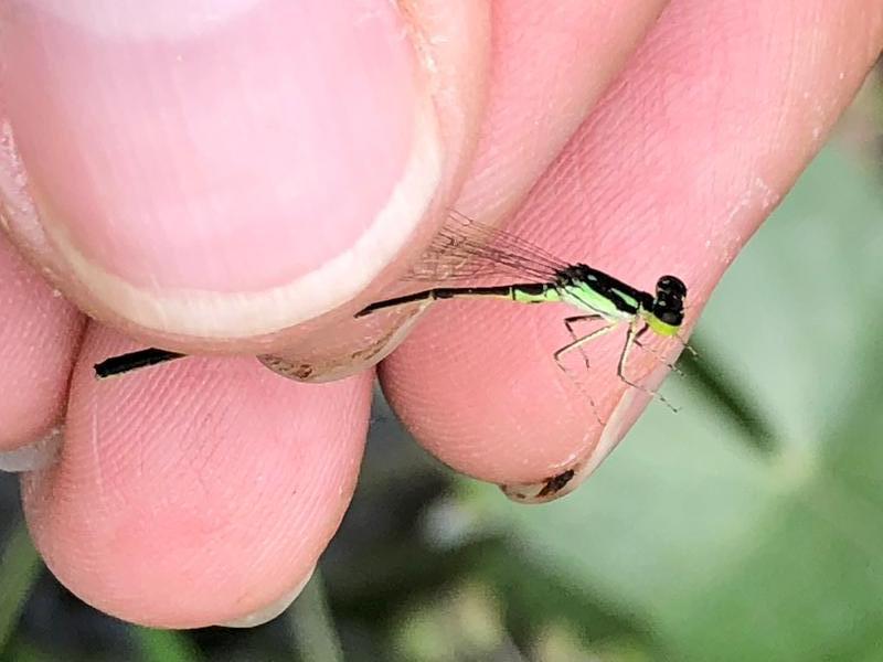 Photo of Fragile Forktail