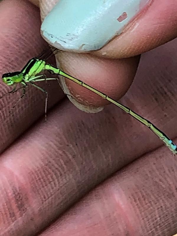 Photo of Eastern Forktail