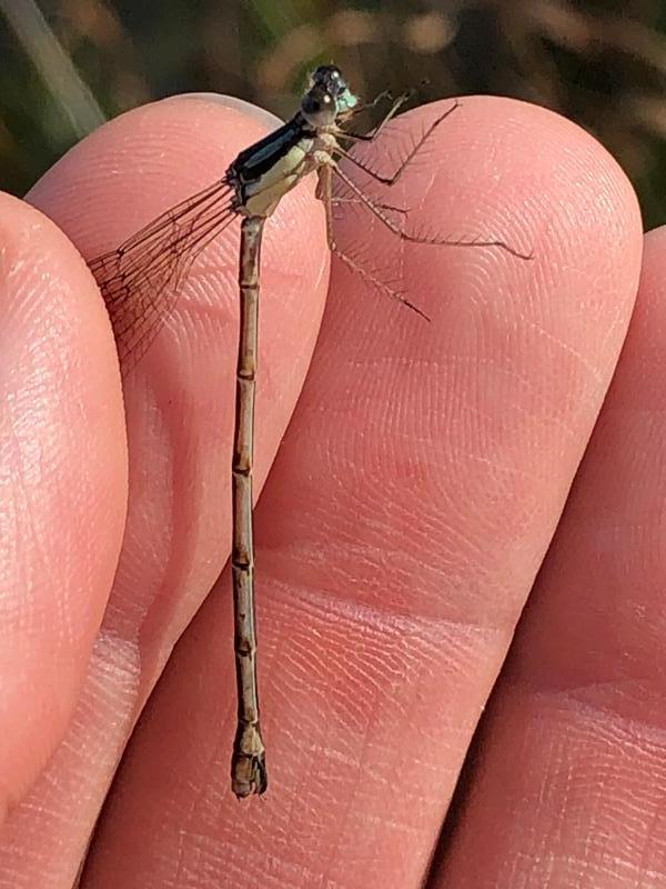 Photo of Slender Spreadwing