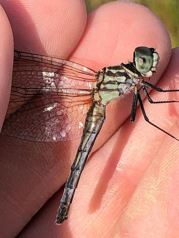 Photo of Blue Dasher