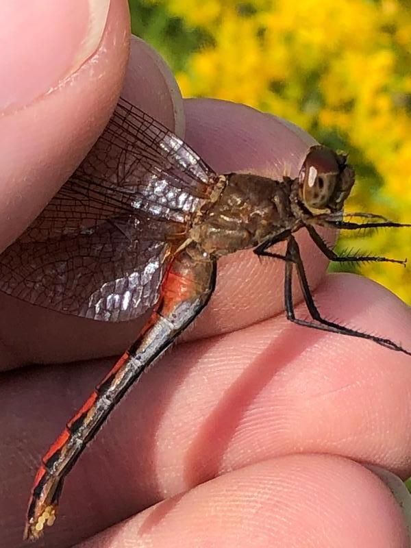 Photo of Ruby Meadowhawk