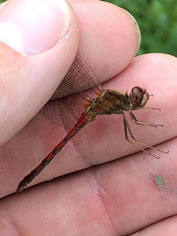 Photo of Autumn Meadowhawk