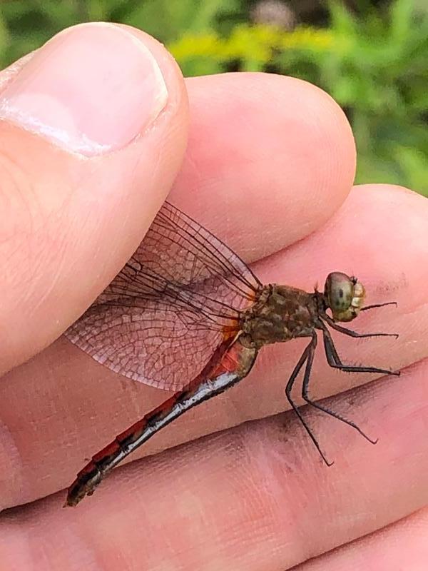 Photo of Ruby Meadowhawk