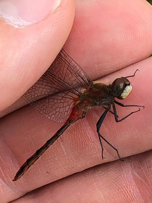 Photo of White-faced Meadowhawk