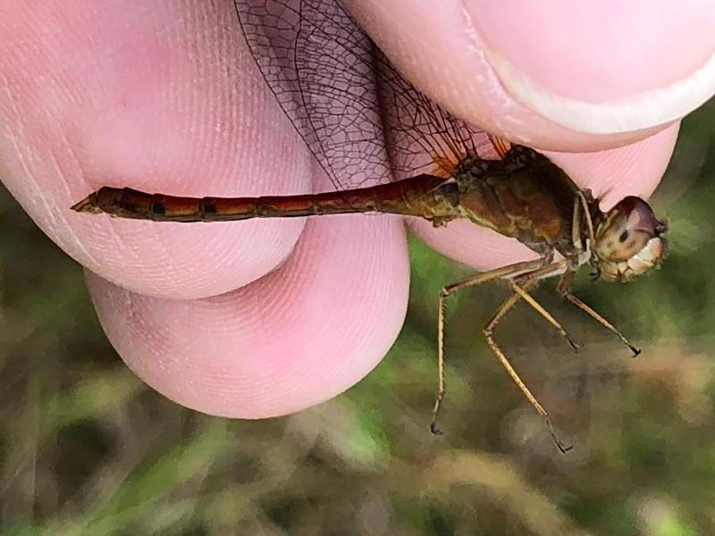 Photo of Autumn Meadowhawk