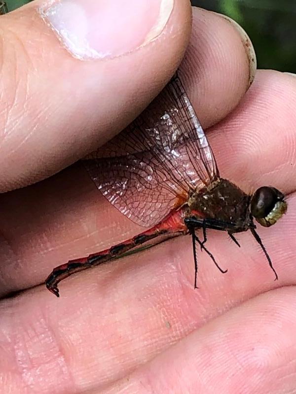 Photo of Ruby Meadowhawk