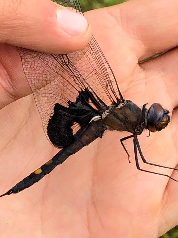 Photo of Black Saddlebags