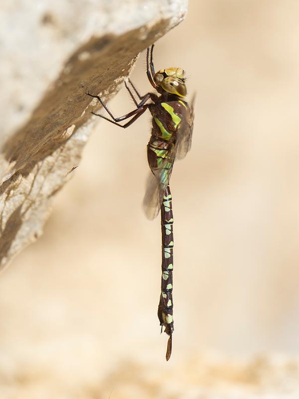 Photo of Lance-tipped Darner